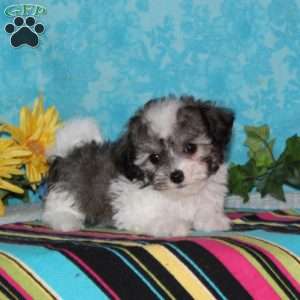 Common Loon, Maltipoo Puppy